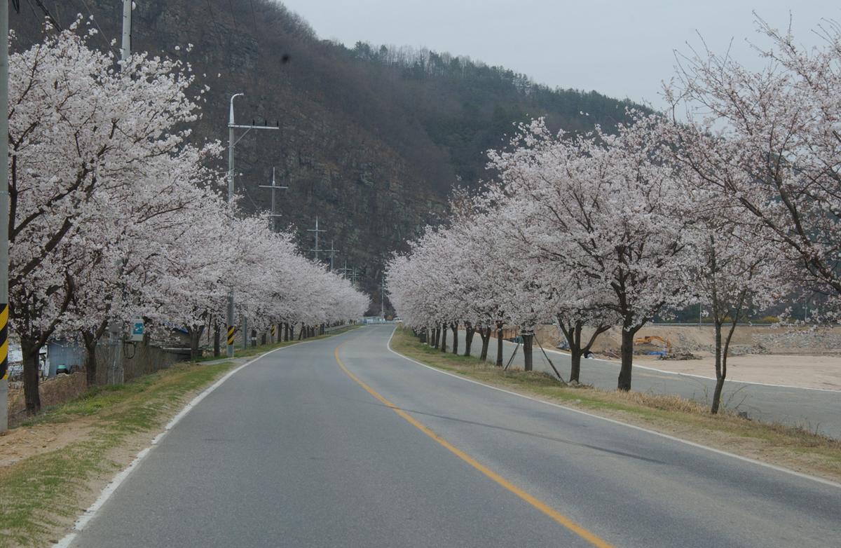 20050409 벚꽃길