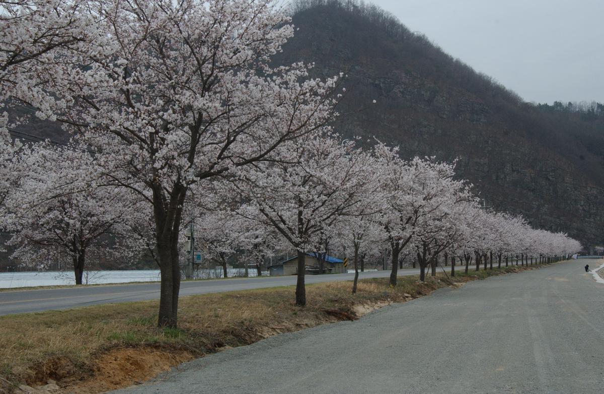 20050409 벚꽃길