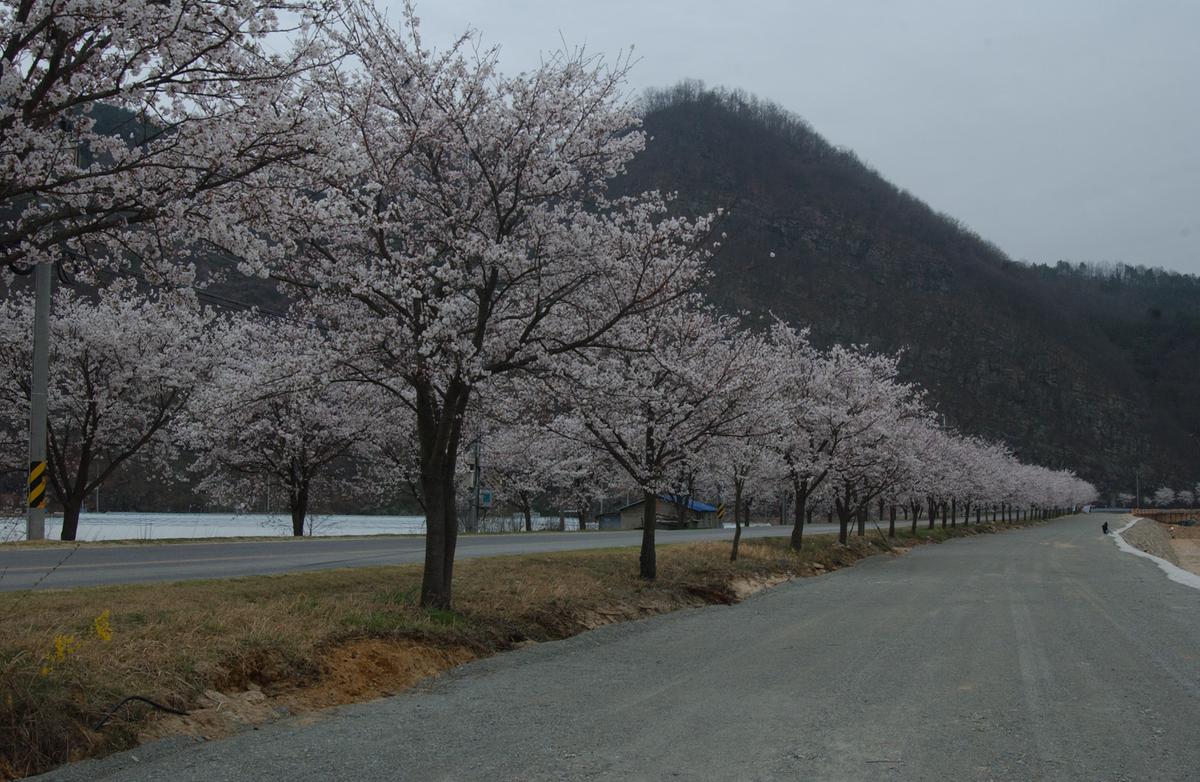 20050409 벚꽃길
