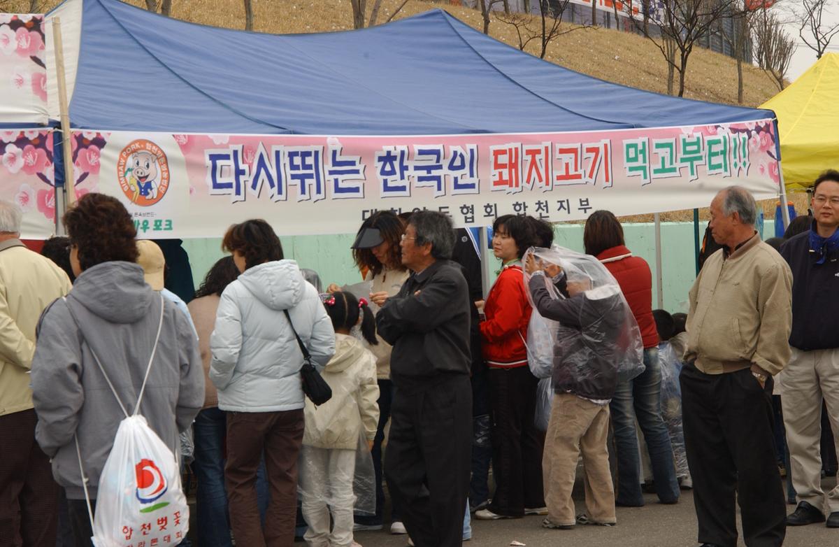 20050403 합천벚꽃마라톤대회11