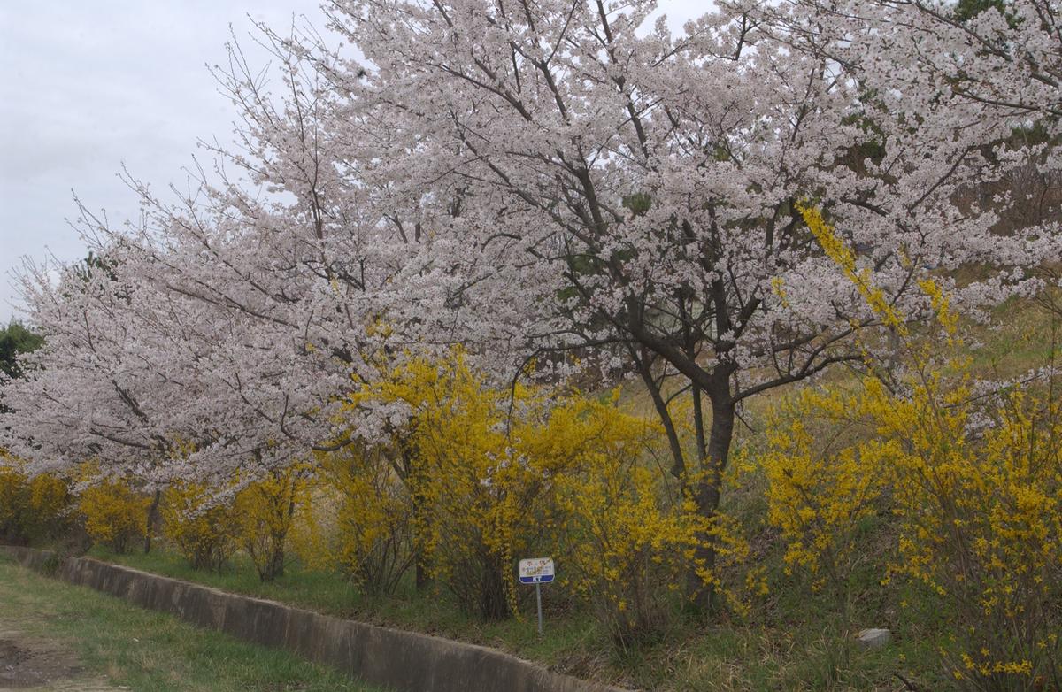 20050411 합천 벚꽃길