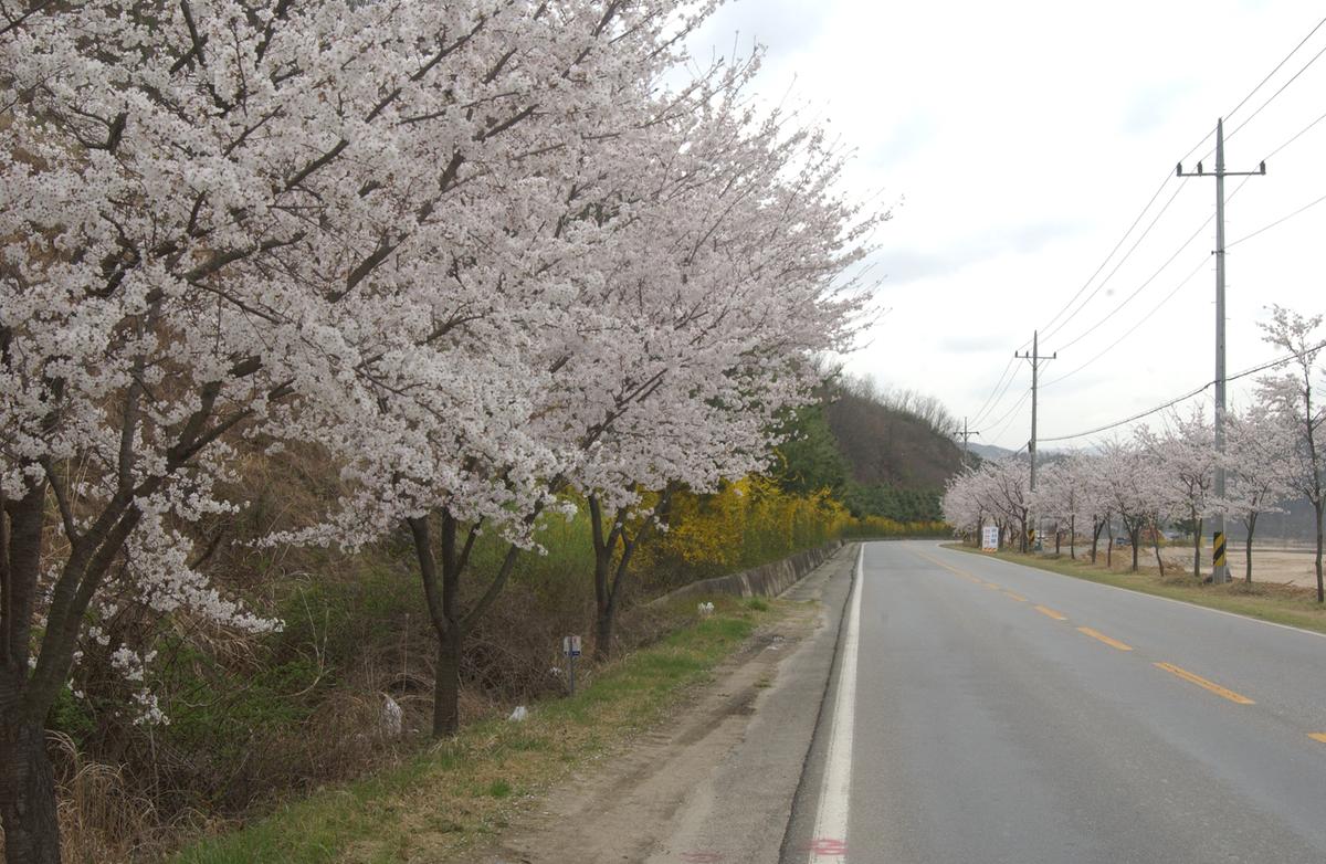 20050411 합천 벚꽃길