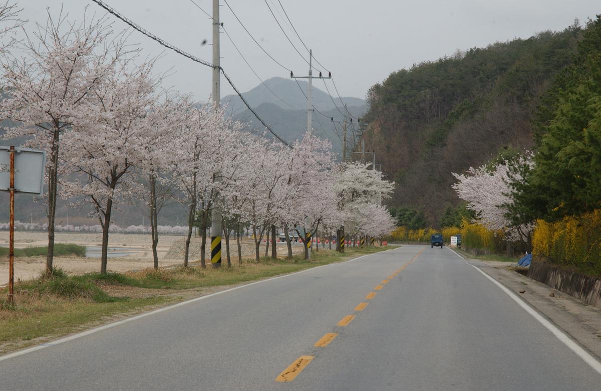20050411 합천 벚꽃길