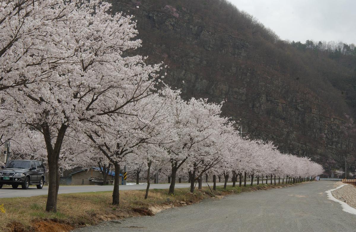 20050411 합천 벚꽃길