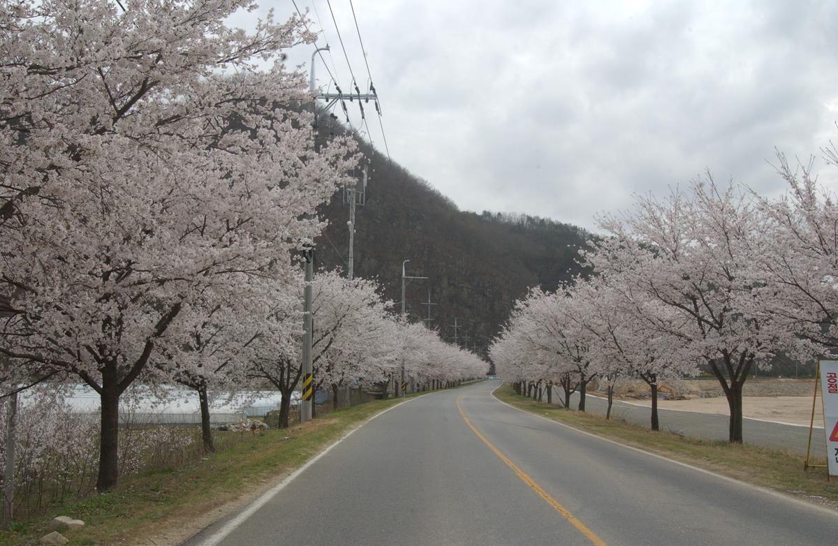 20050411 합천 벚꽃길
