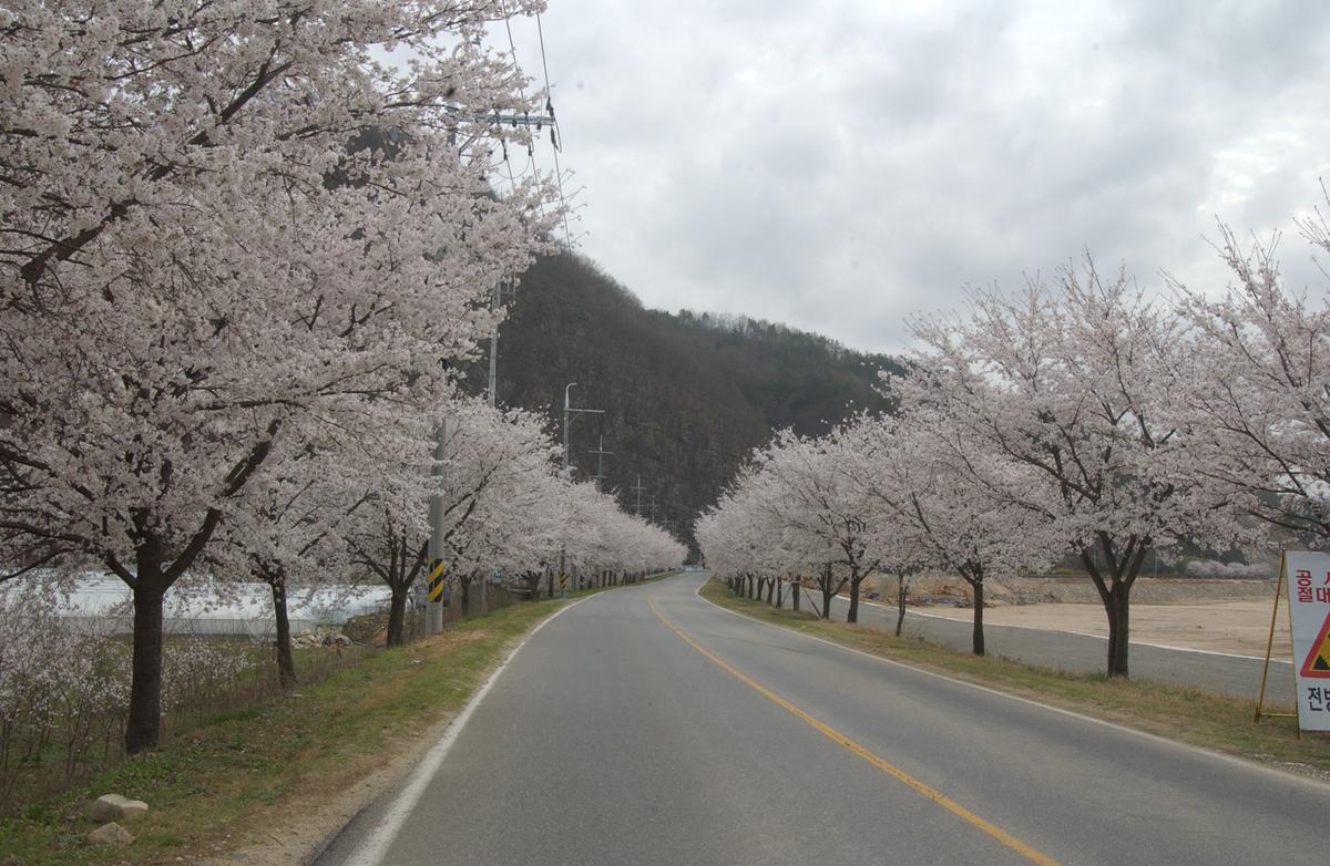20050411 합천 벚꽃길