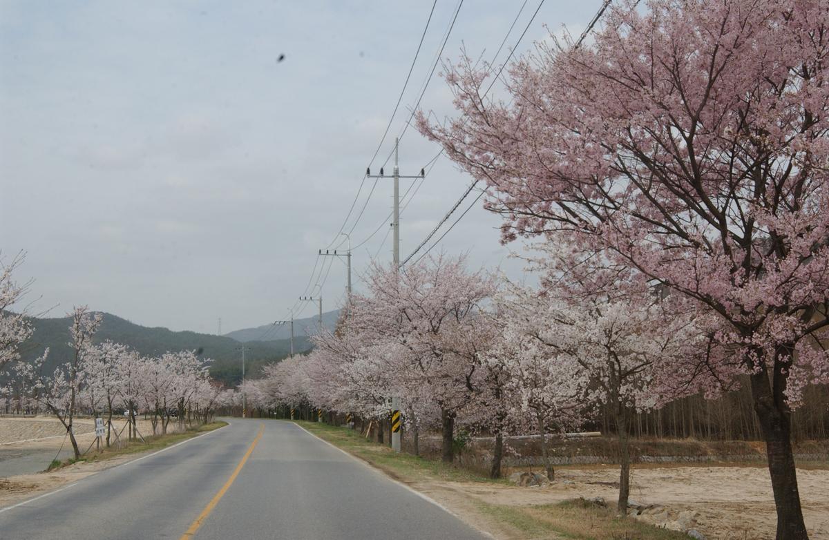 20050411 합천 벚꽃길