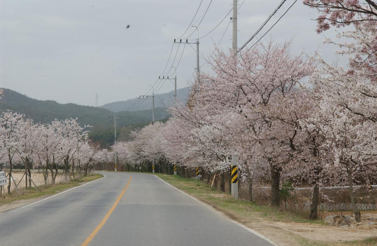 20050411 합천 벚꽃길