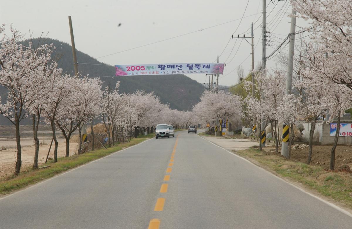 20050411 합천 벚꽃길