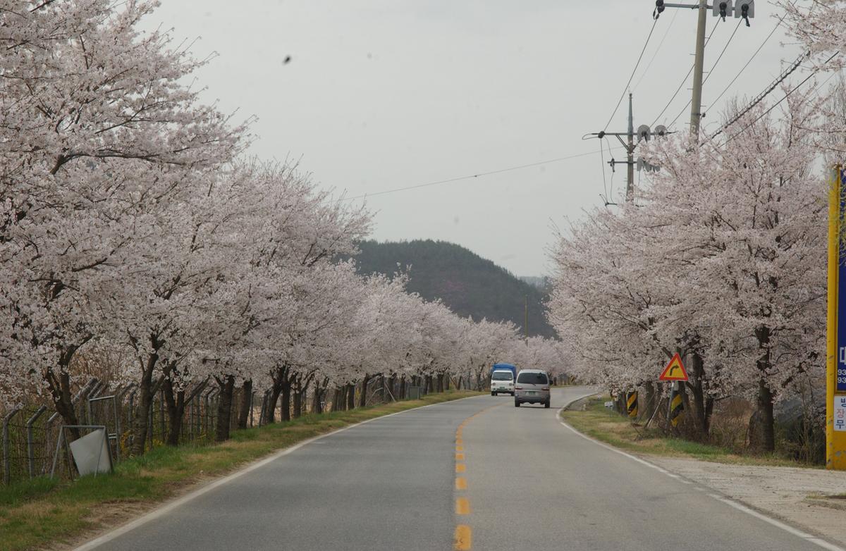 20050411 합천 벚꽃길