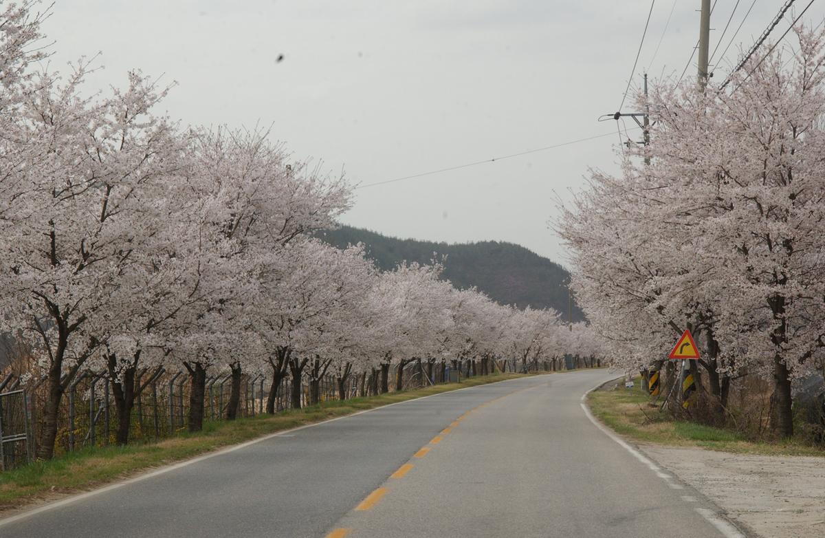 20050411 합천 벚꽃길