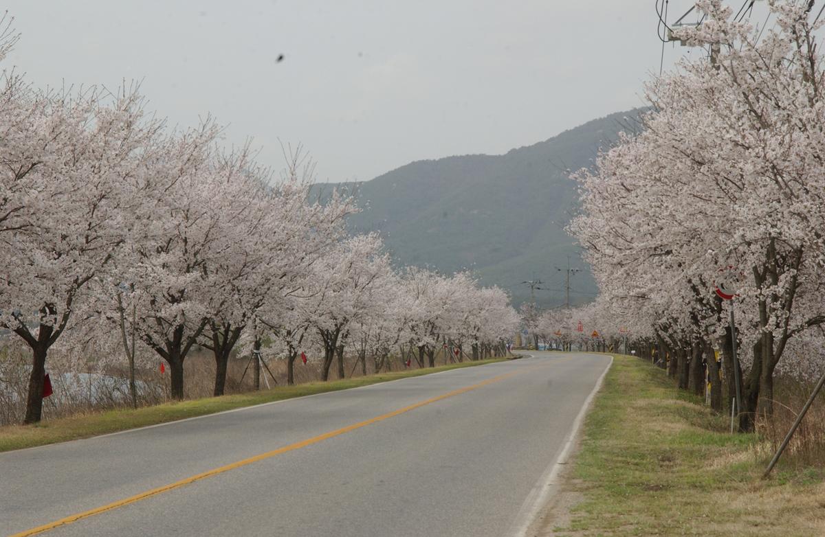 20050411 합천 벚꽃길