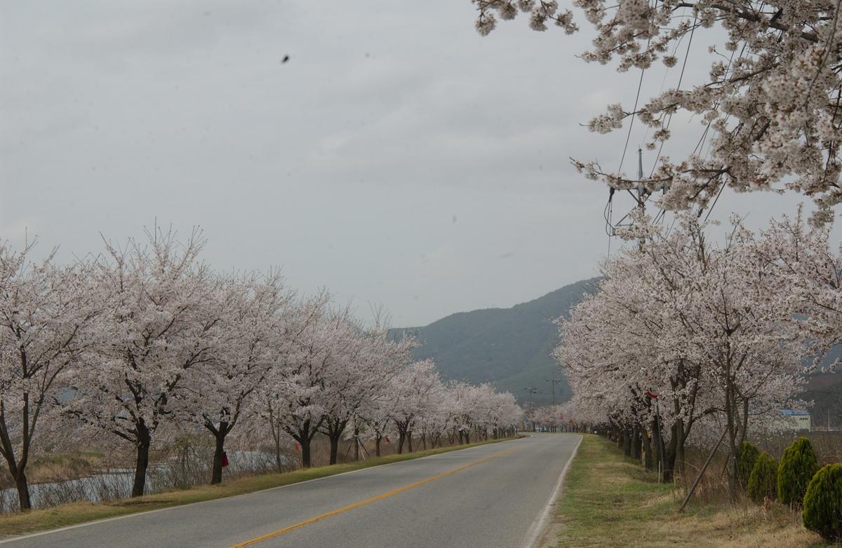 20050411 합천 벚꽃길