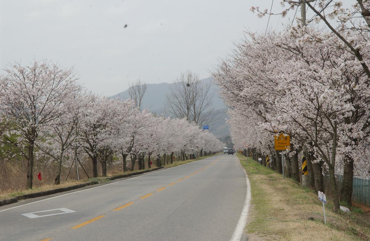 20050411 합천 벚꽃길