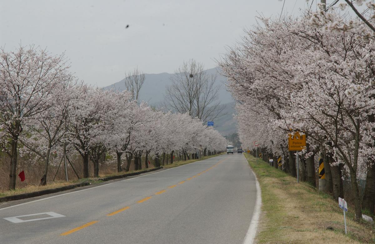 20050411 합천 벚꽃길