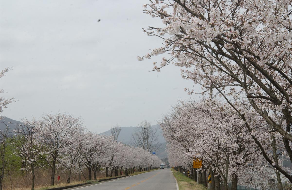 20050411 합천 벚꽃길
