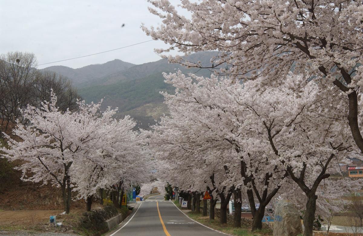 20050411 합천 벚꽃길