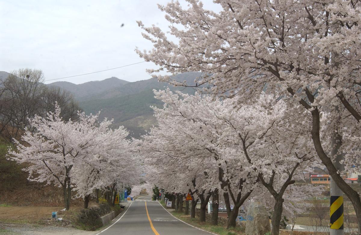 20050411 합천 벚꽃길