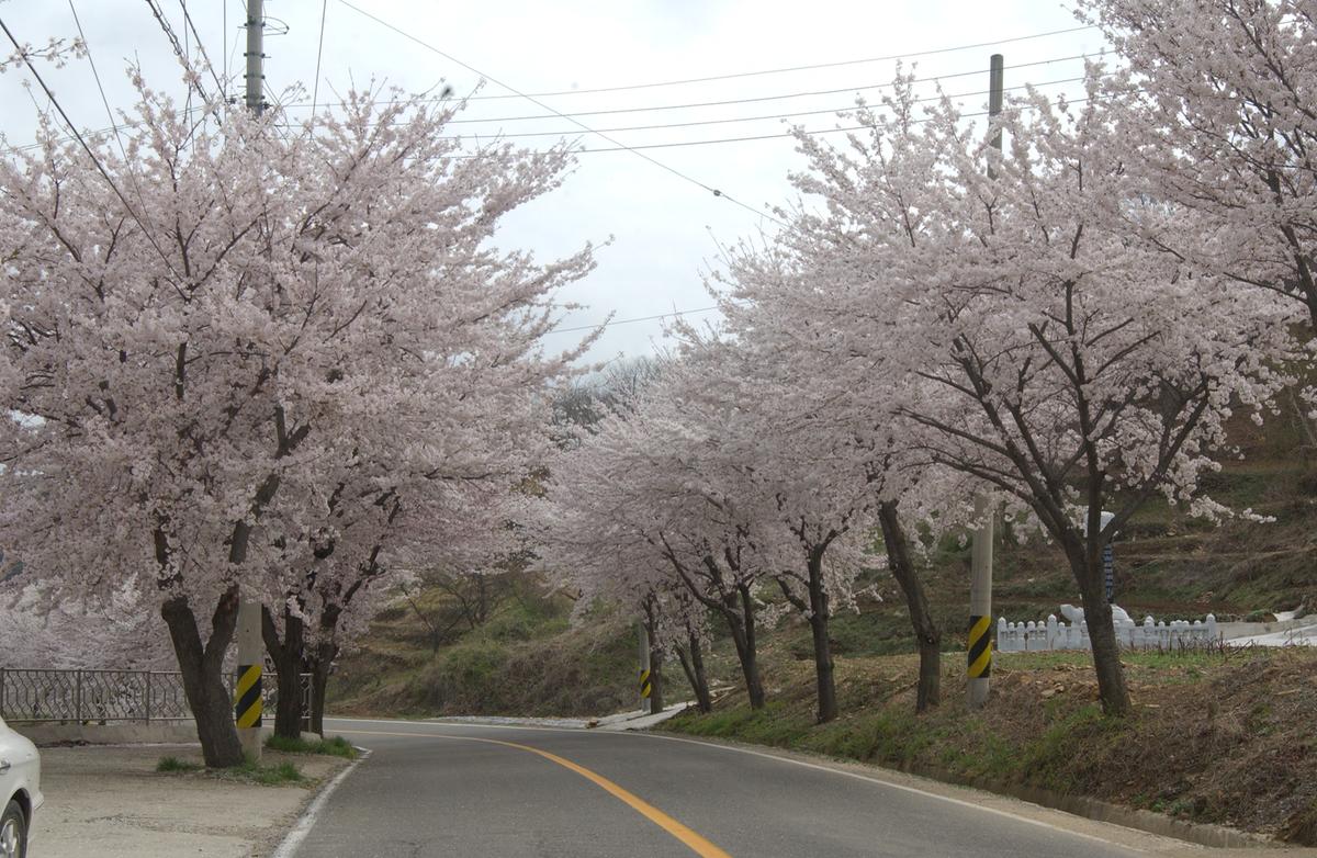 20050411 합천 벚꽃길