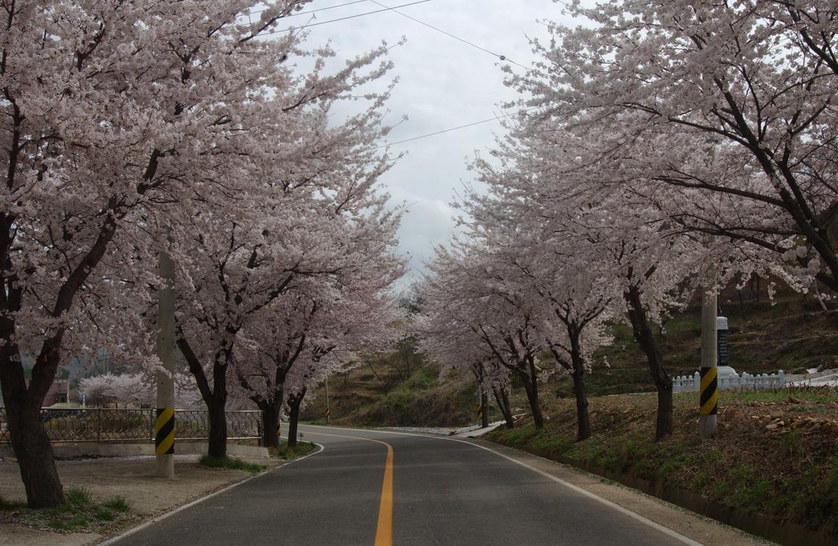 20050411 합천 벚꽃길