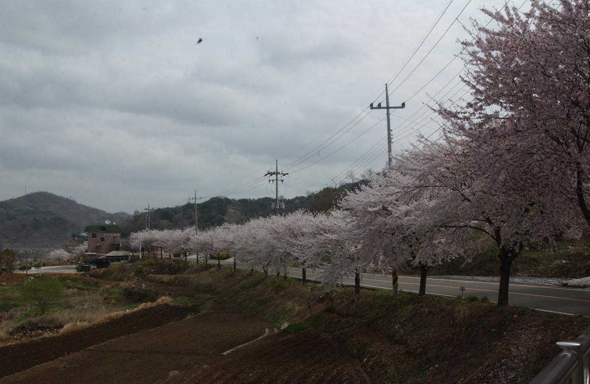 20050411 합천 벚꽃길