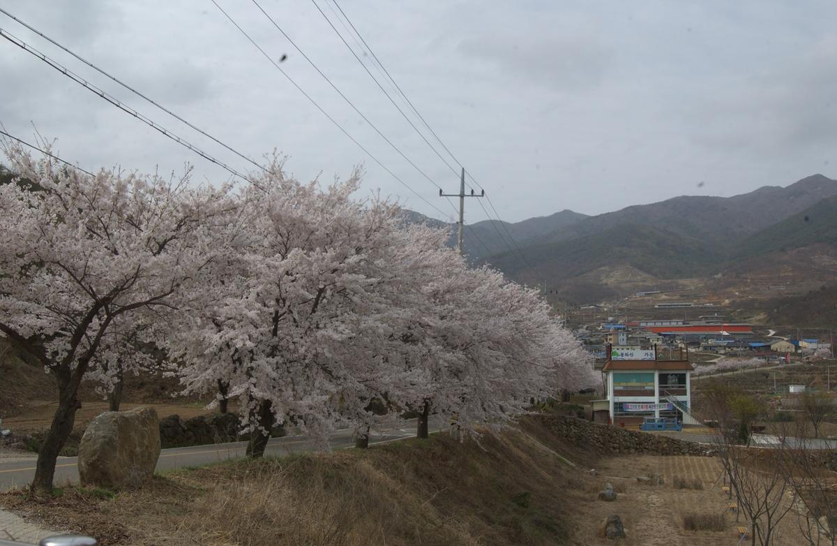 20050411 합천 벚꽃길