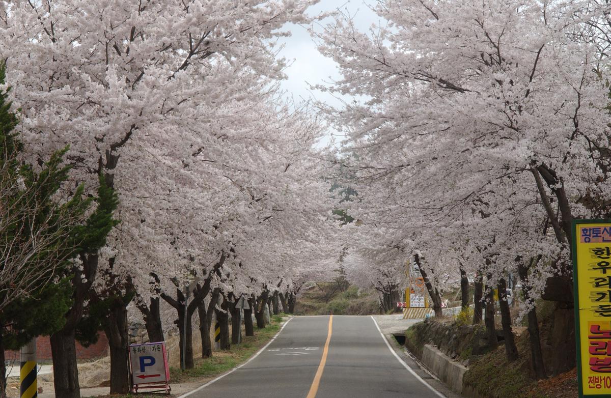 20050411 합천 벚꽃길
