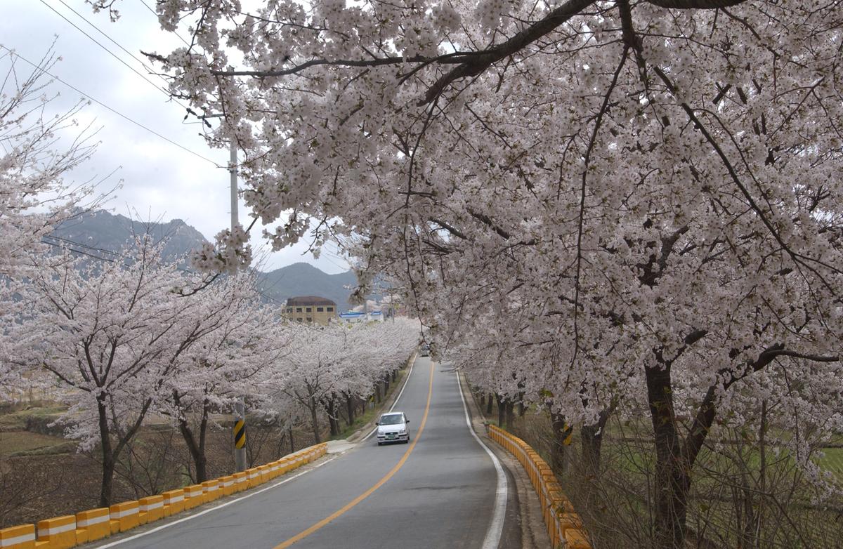 20050411 합천 벚꽃2