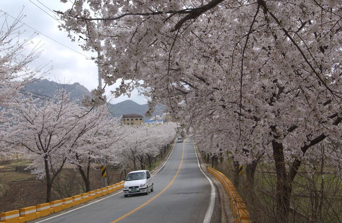 20050411 합천 벚꽃2