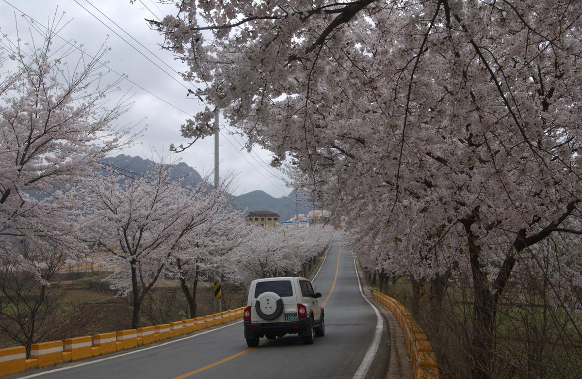20050411 합천 벚꽃2