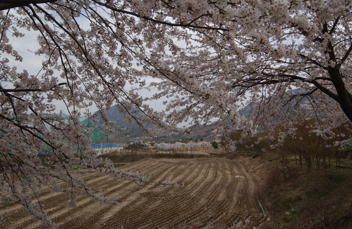20050411 합천 벚꽃2