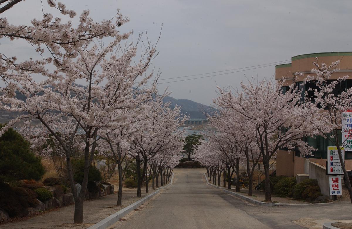 20050411 합천 벚꽃2