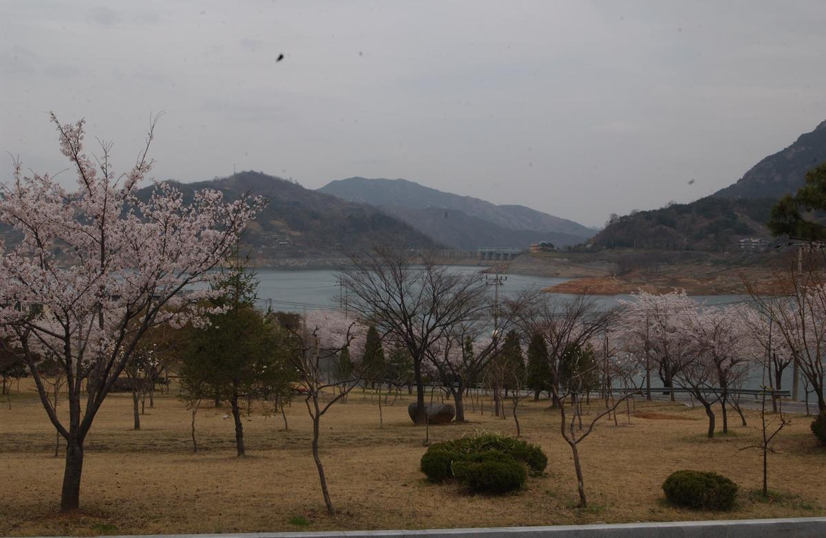20050411 합천 벚꽃2