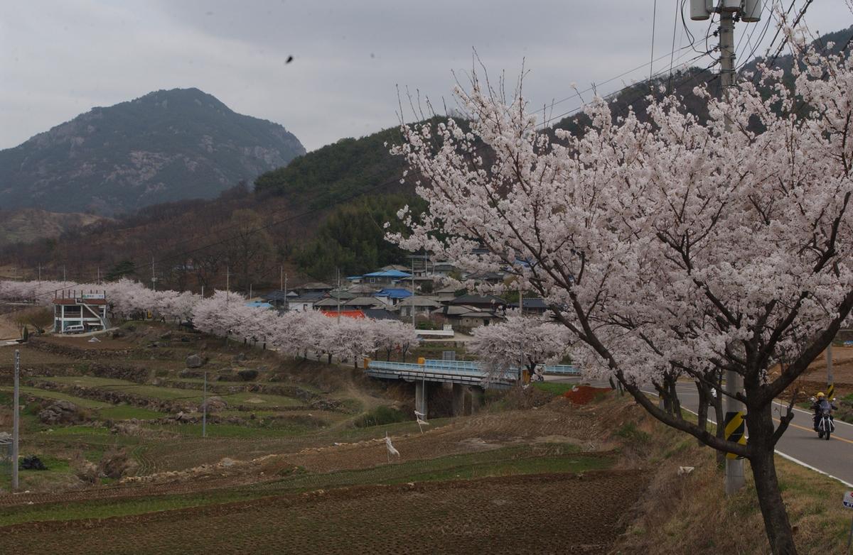 20050411 합천 벚꽃2