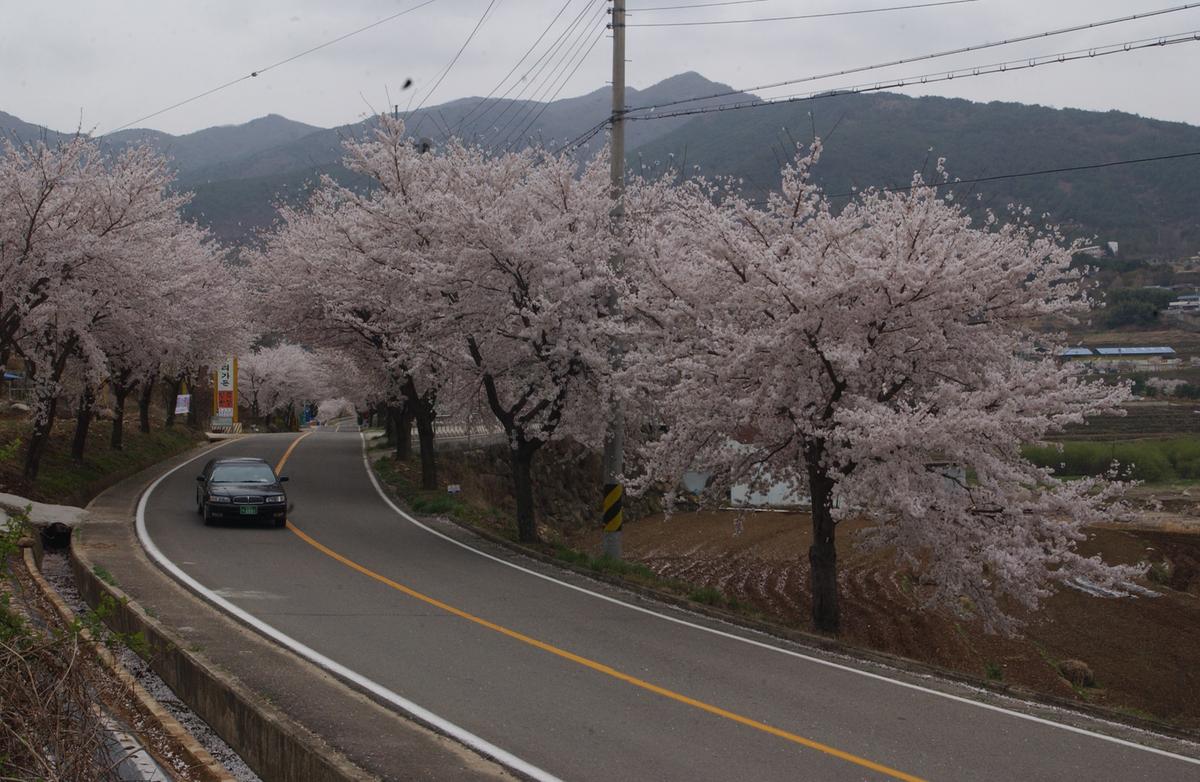 20050411 합천 벚꽃2
