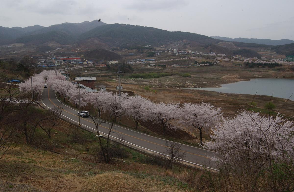 20050411 합천 벚꽃2