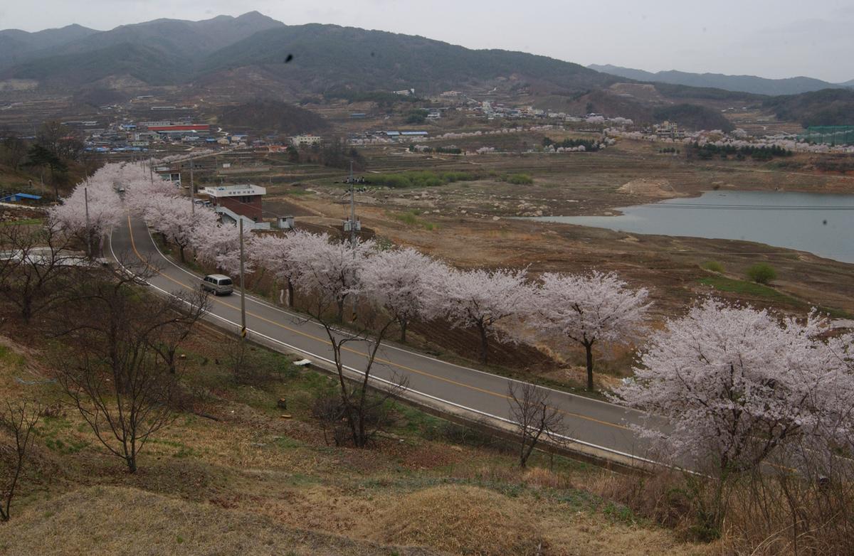 20050411 합천 벚꽃2