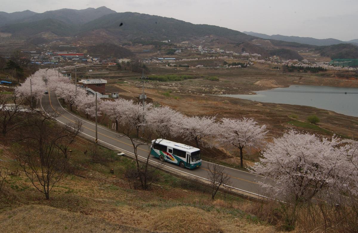 20050411 합천 벚꽃2