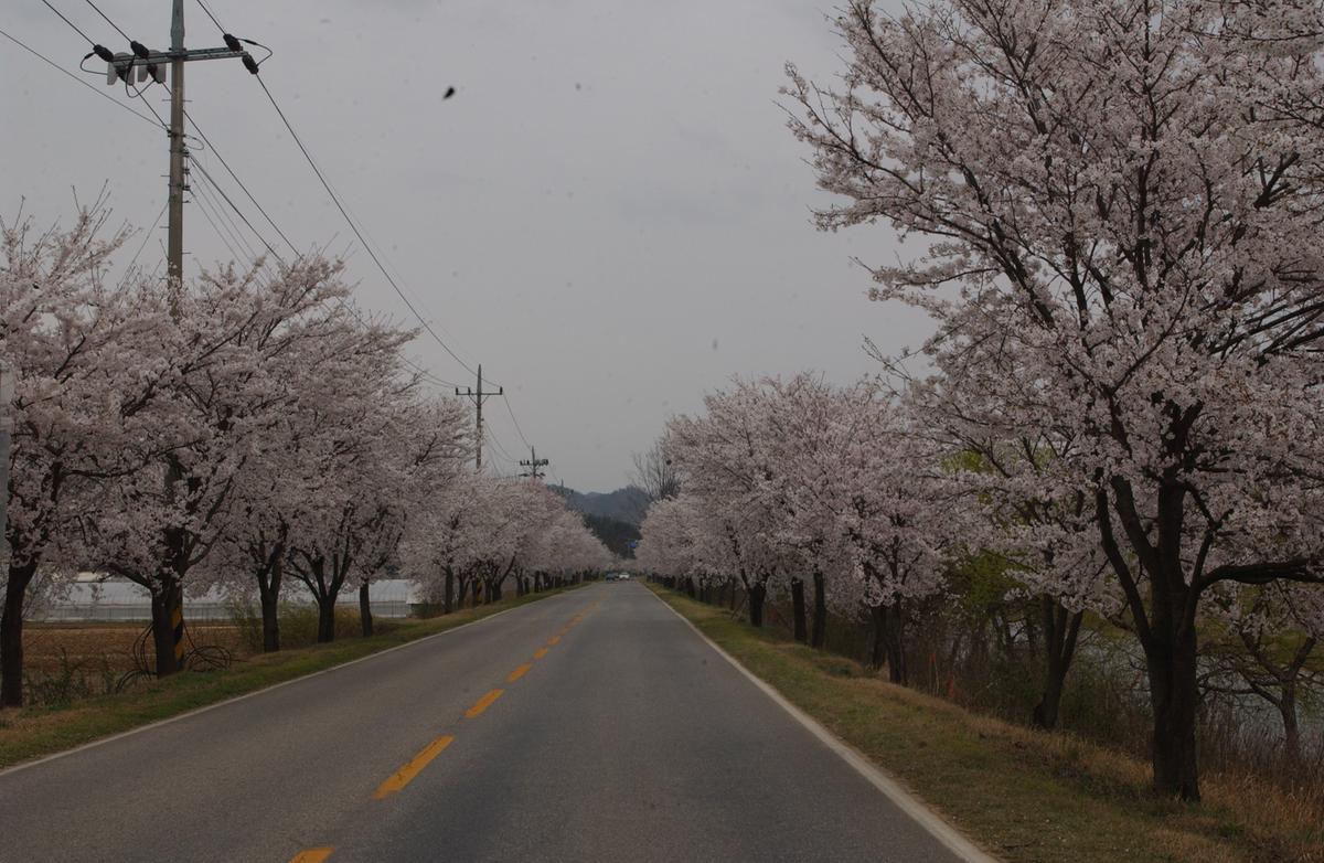 20050411 합천 벚꽃2