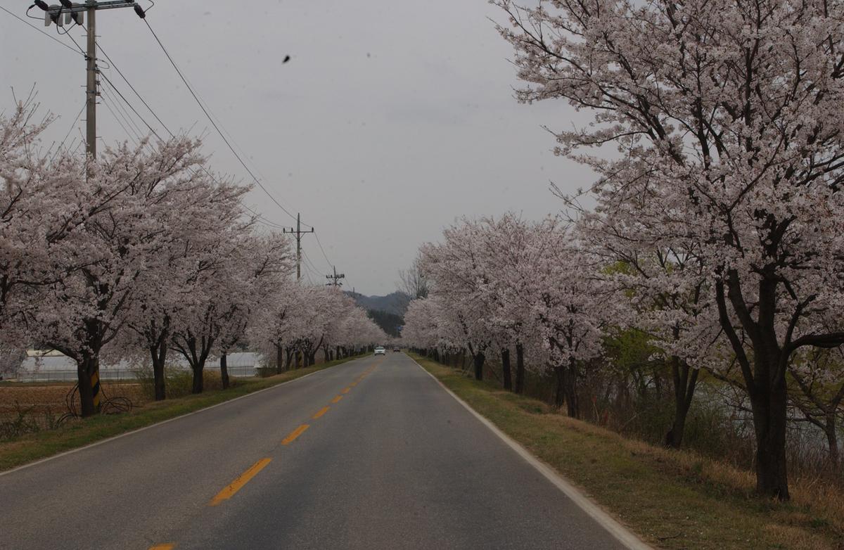 20050411 합천 벚꽃2