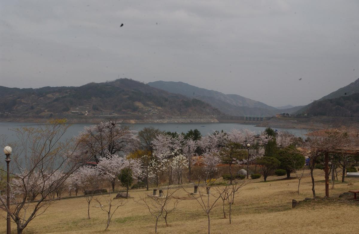 20050411 합천 벚꽃2