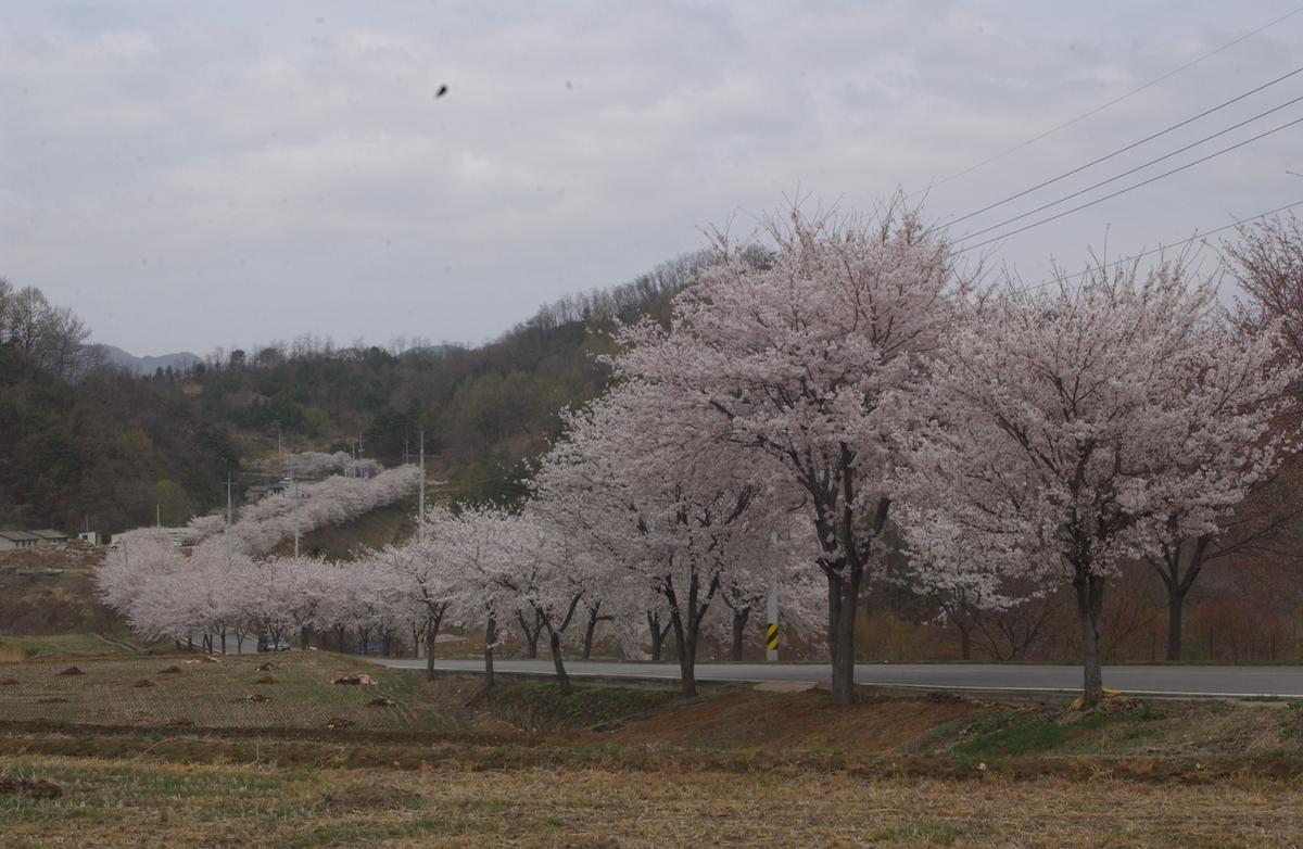 20050411 합천 벚꽃2