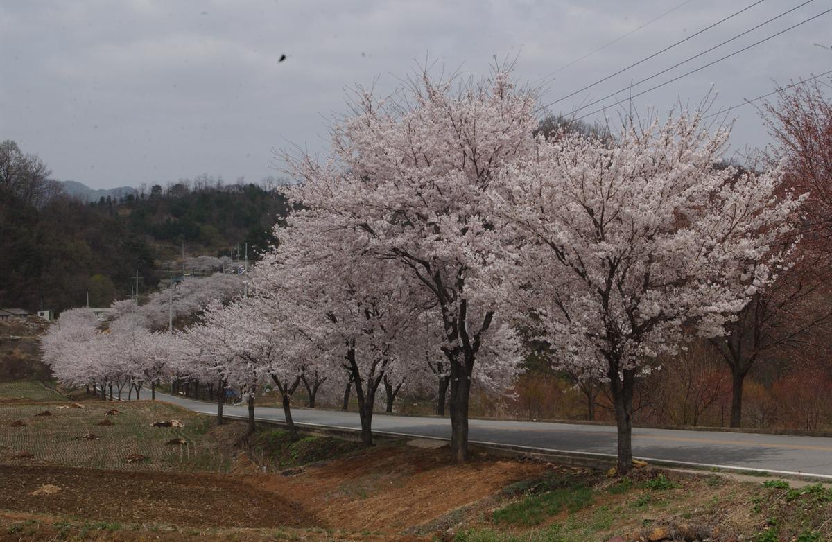 20050411 합천 벚꽃2