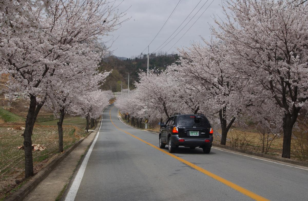 20050411 합천 벚꽃2