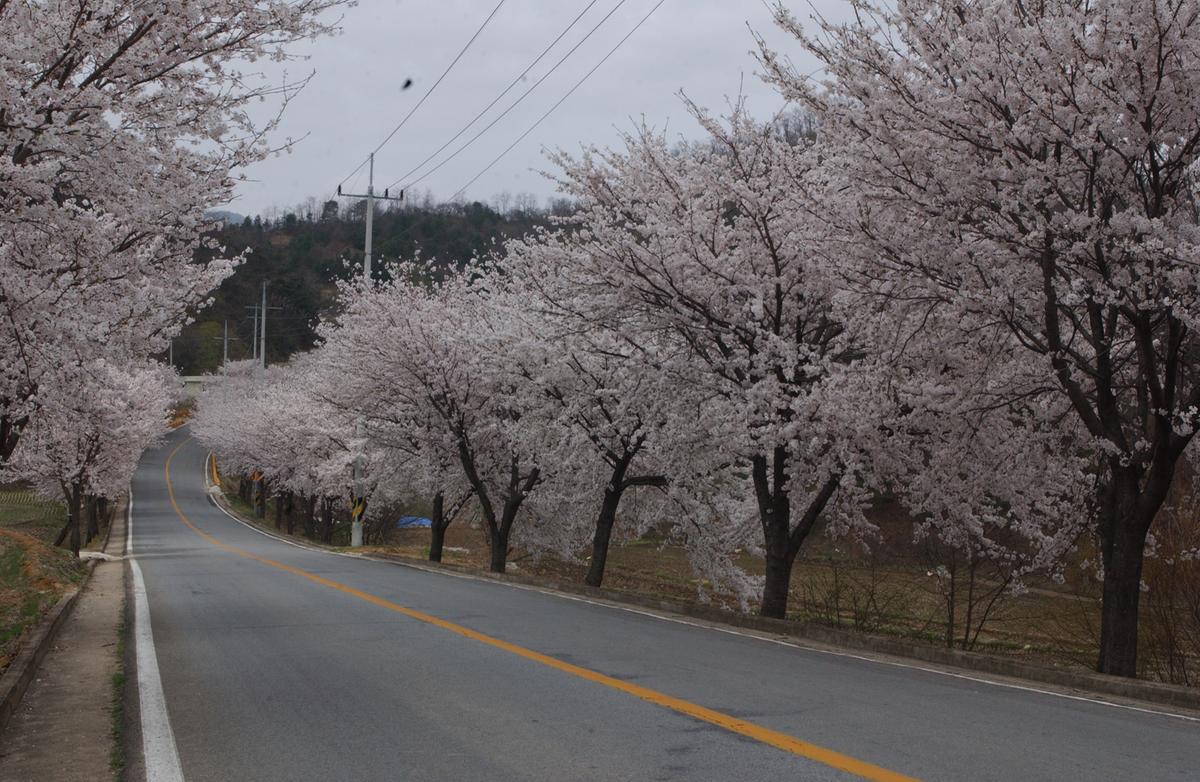 20050411 합천 벚꽃2