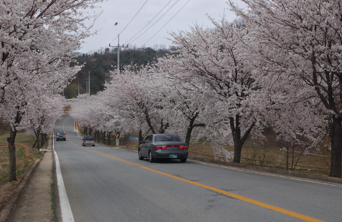 20050411 합천 벚꽃2