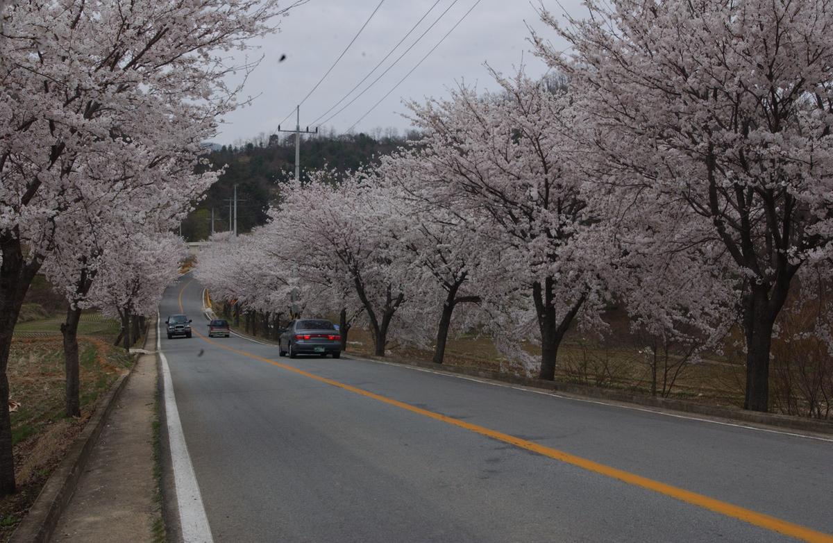 20050411 합천 벚꽃2