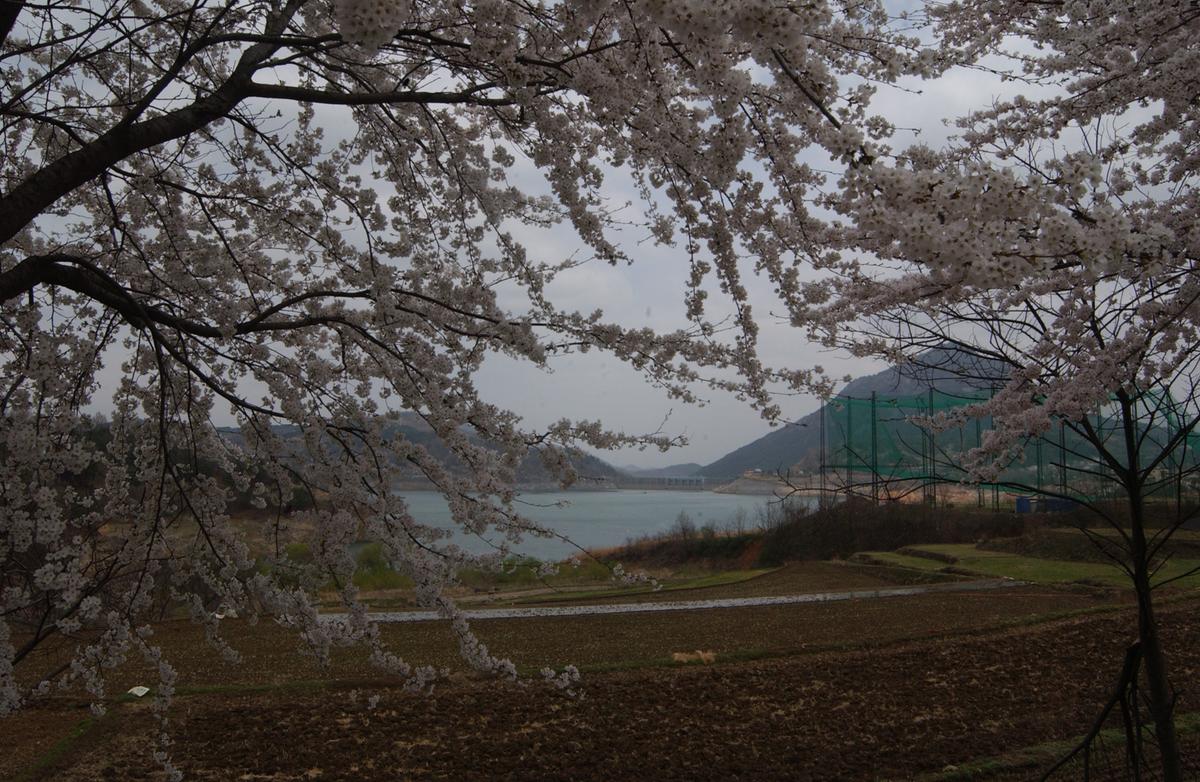 20050411 합천 벚꽃2