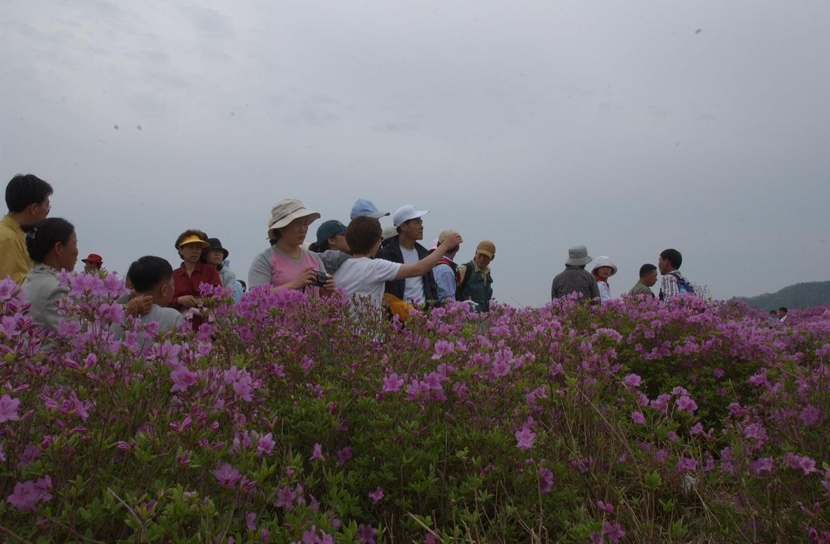 2003년 황매산철쭉제1