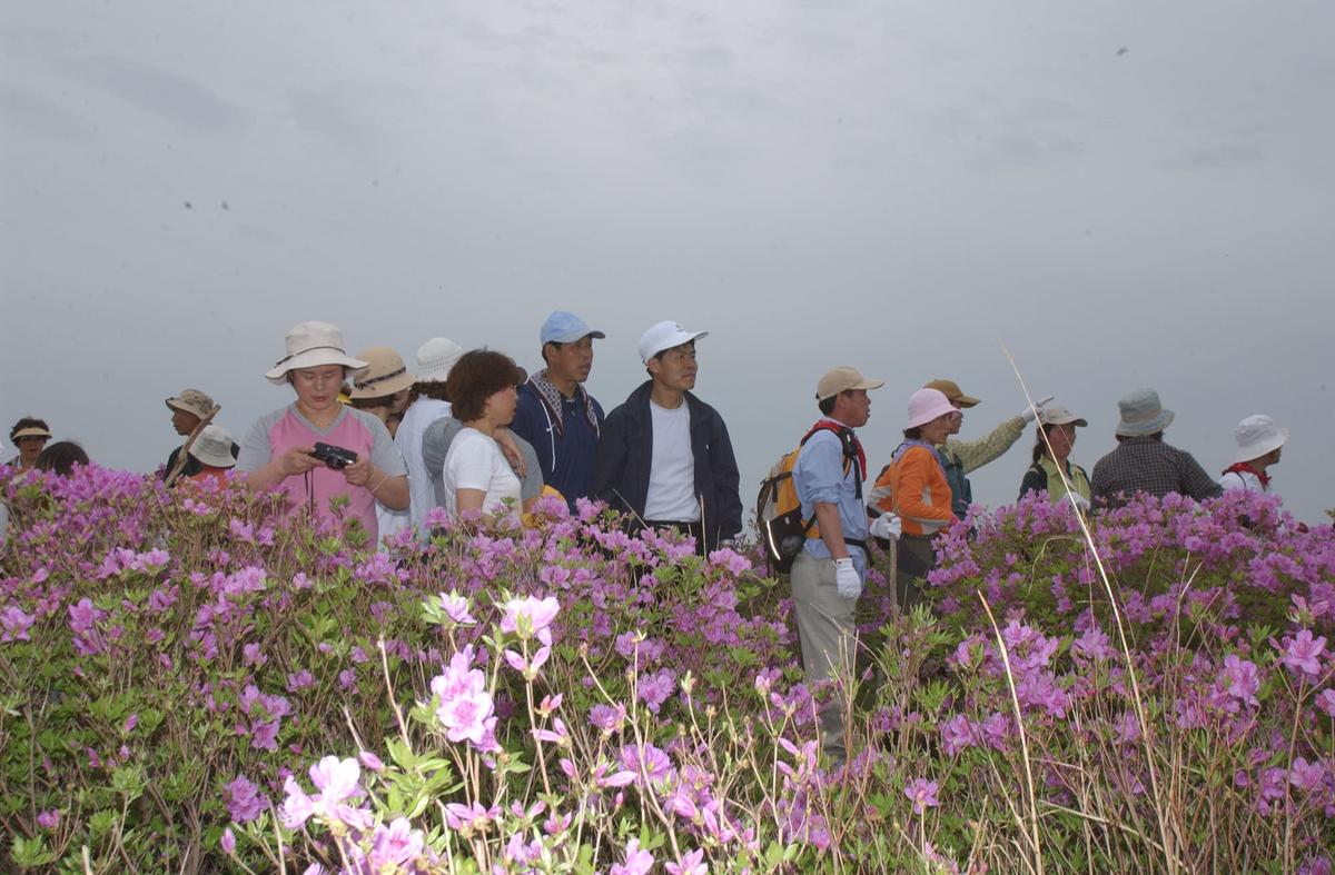 2003년 황매산철쭉제2